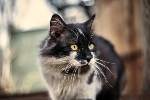 집없는 고양이 길잃은 고양이 더러운 고양이 길잃은 동물들을 한다는 버려진 — 스톡 사진