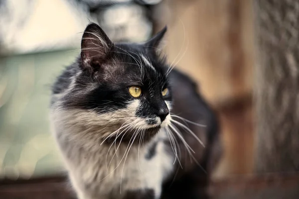 Hemlösa Gatukatter Närbild Lagerfoto Herrelös Katt Smutsiga Katt Begreppet Att — Stockfoto