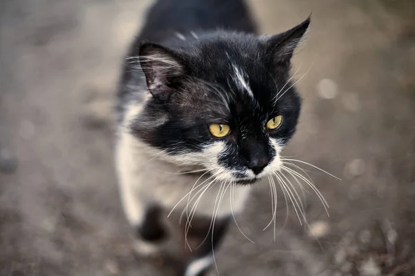 无家可归的街头猫特写 一只流浪斑点猫的库存照片 肮脏的猫保护流浪动物的概念 被遗弃的城市背景 — 图库照片