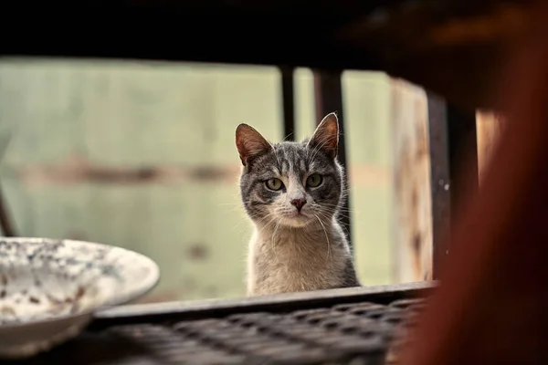 Homeless Street Cat Close Stock Photo Stray Spotted Cat Dirty — Stock Photo, Image