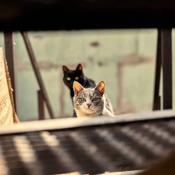 집없는 고양이 길잃은 고양이 더러운 고양이 길잃은 동물들을 한다는 버려진 — 스톡 사진