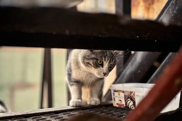 Dakloze Straatkat Close Stockfoto Van Een Verdwaalde Gevlekte Kat Vuile — Stockfoto