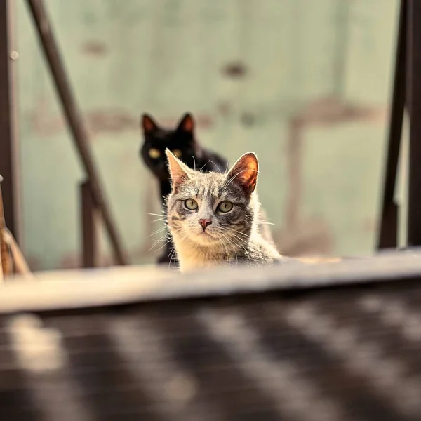 Hajléktalan Utcai Macska Közelkép Készletkép Egy Kóbor Macskáról Mocskos Macska — Stock Fotó