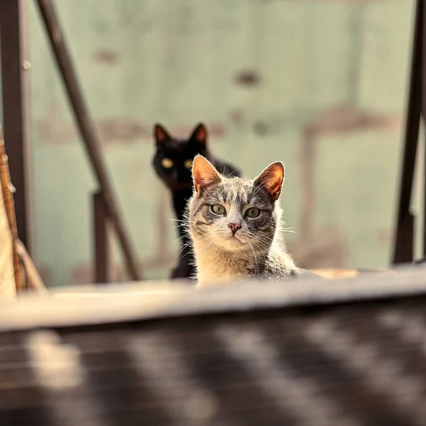 Primo Piano Del Gatto Senzatetto Foto Stock Gatto Randagio Macchiato — Foto Stock