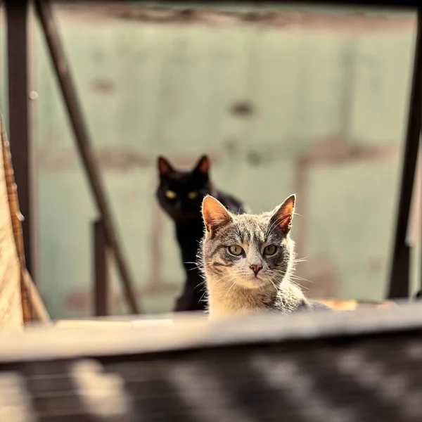 Primo Piano Del Gatto Senzatetto Foto Stock Gatto Randagio Macchiato — Foto Stock