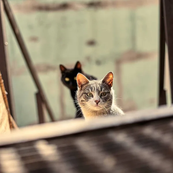 Primo Piano Del Gatto Senzatetto Foto Stock Gatto Randagio Macchiato — Foto Stock