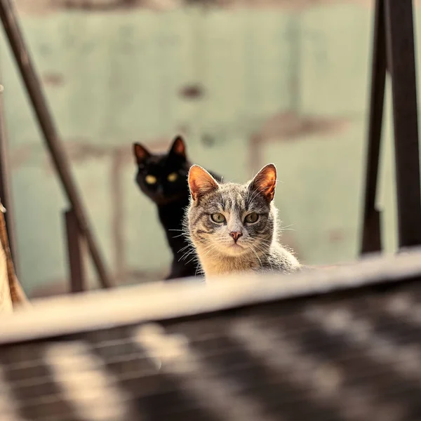 ホームレスの通り猫のクローズアップ 野良猫のストックフォト 汚い猫 野良動物を守るというコンセプト 放棄された都市の背景 — ストック写真