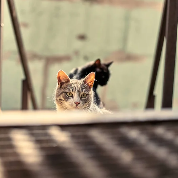 Бездомний Вуличний Кіт Крупним Планом Стокове Фото Бродячого Плямистого Кота — стокове фото