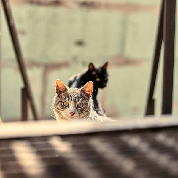 Primo Piano Del Gatto Senzatetto Foto Stock Gatto Randagio Macchiato — Foto Stock