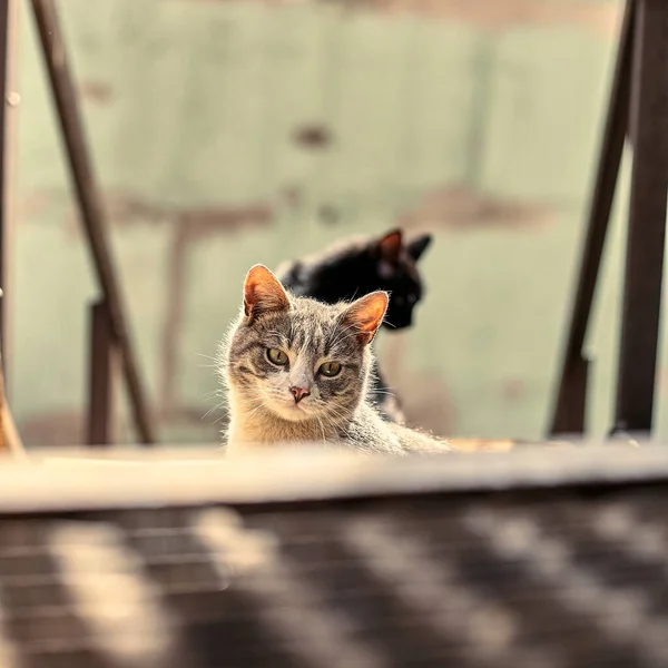 Primo Piano Del Gatto Senzatetto Foto Stock Gatto Randagio Macchiato — Foto Stock