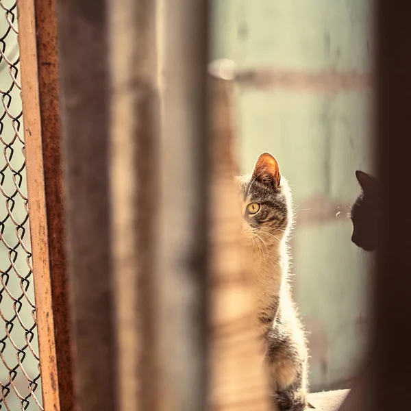 Dakloze Straatkat Close Stockfoto Van Een Verdwaalde Gevlekte Kat Vuile — Stockfoto