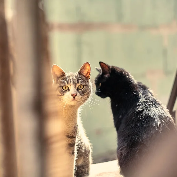 Homeless Street Cat Close Stock Photo Stray Spotted Cat Dirty — Stock Photo, Image