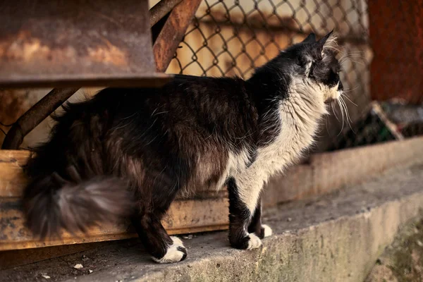 Hajléktalan Utcai Macska Közelkép Készletkép Egy Kóbor Macskáról Mocskos Macska — Stock Fotó