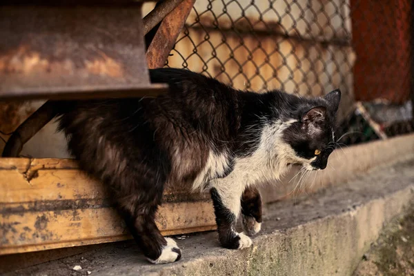 Primo Piano Del Gatto Senzatetto Foto Stock Gatto Randagio Macchiato — Foto Stock