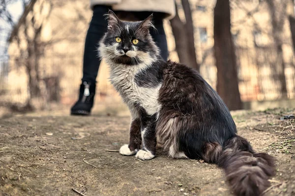 Evsiz Sokak Kedisi Yakın Plan Benekli Bir Kedinin Stok Fotoğrafı — Stok fotoğraf