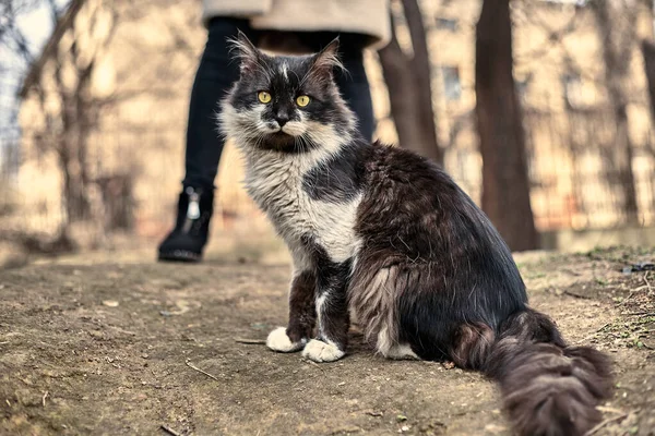 Evsiz Sokak Kedisi Yakın Plan Benekli Bir Kedinin Stok Fotoğrafı — Stok fotoğraf