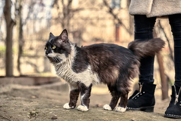 无家可归的街头猫特写 一只流浪斑点猫的库存照片 肮脏的猫保护流浪动物的概念 被遗弃的城市背景 — 图库照片