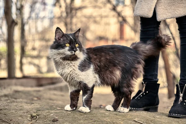 Hemlösa Gatukatter Närbild Lagerfoto Herrelös Katt Smutsiga Katt Begreppet Att — Stockfoto