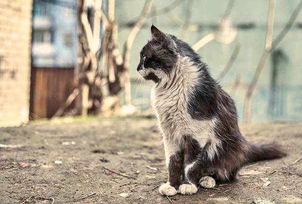 Evsiz Sokak Kedisi Yakın Plan Benekli Bir Kedinin Stok Fotoğrafı — Stok fotoğraf