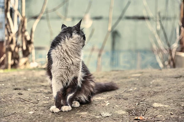 Evsiz Sokak Kedisi Yakın Plan Benekli Bir Kedinin Stok Fotoğrafı — Stok fotoğraf