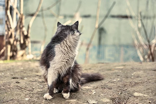 Hemlösa Gatukatter Närbild Lagerfoto Herrelös Katt Smutsiga Katt Begreppet Att — Stockfoto