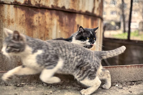 Homeless Street Cat Close Stock Photo Stray Spotted Cat Dirty — Stock Photo, Image