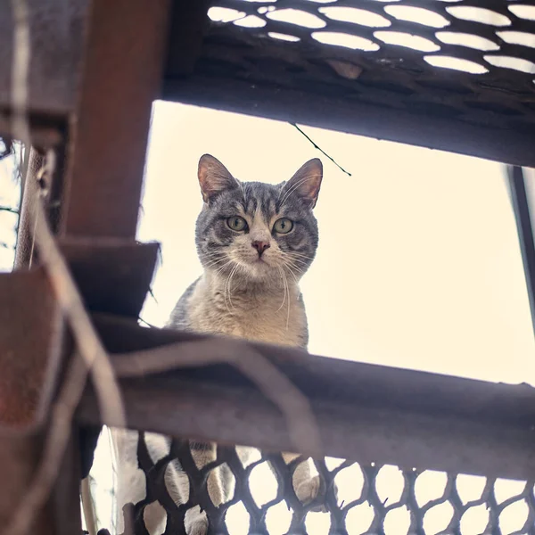 Primo Piano Del Gatto Senzatetto Foto Stock Gatto Randagio Macchiato — Foto Stock