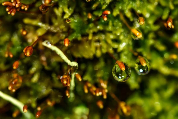 Moss druppels macro Sphagnum water — Stockfoto