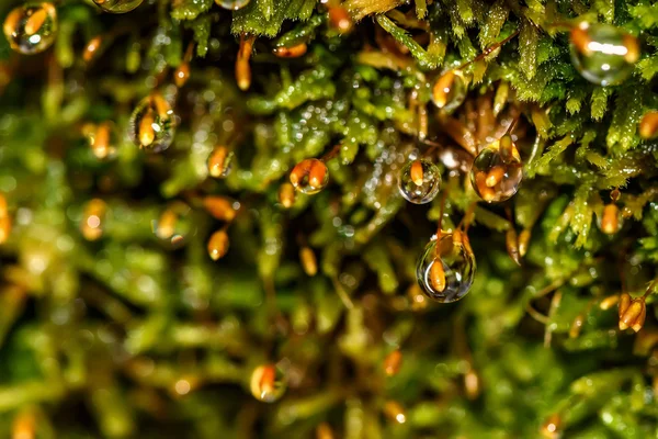 Moss makro Sphagnum su damlaları — Stok fotoğraf