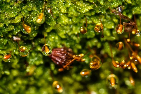 Mech kapky vody rašeliník makro — Stock fotografie