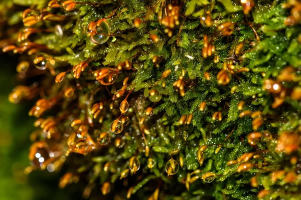 Moss makro Sphagnum su damlaları — Stok fotoğraf