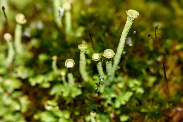 Cladonia Moos Makro nass — Stockfoto