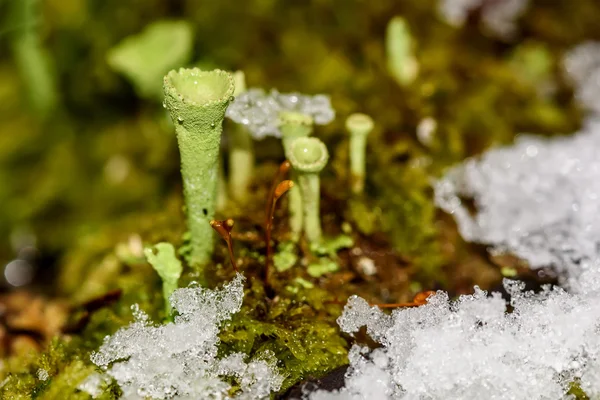 Makro śniegu mech Chrobotek — Zdjęcie stockowe