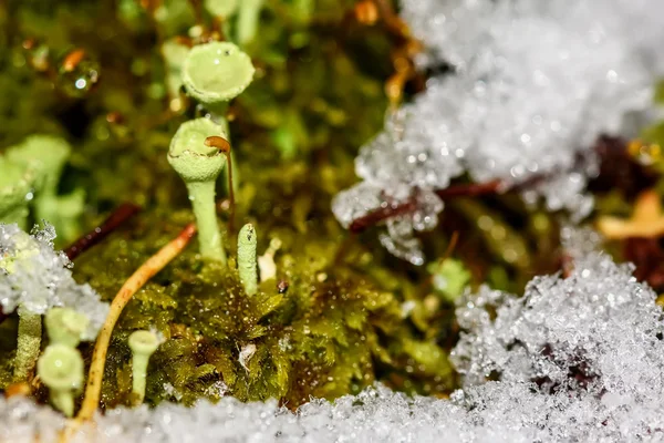 Cladonia yosun kar makro — Stok fotoğraf