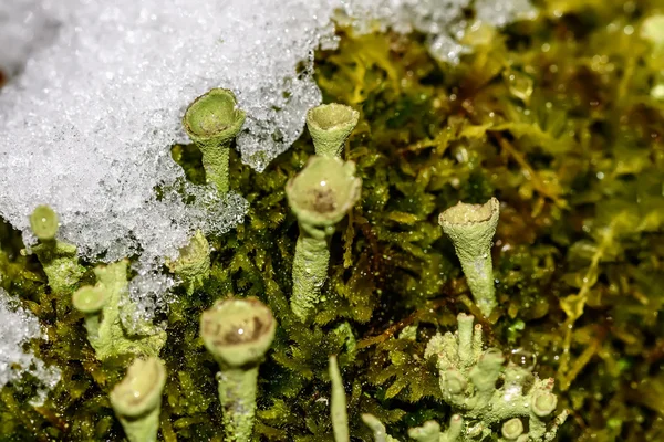 Cladonia moss sníh makro — Stock fotografie