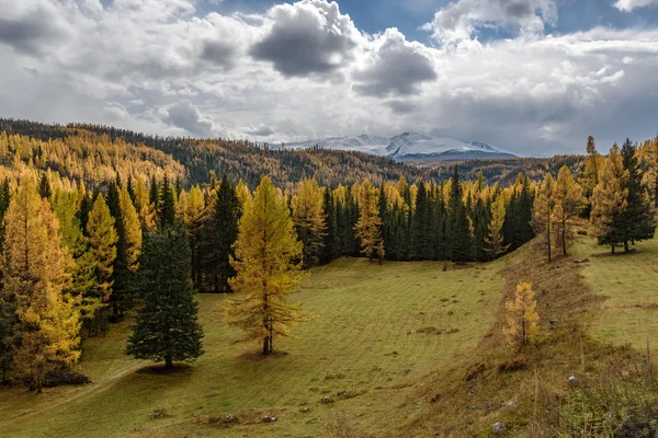 Horách sníh podzim jehličnatých lesů — Stock fotografie