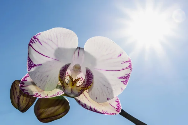 Sol blanco del cielo de la orquídea — Foto de Stock