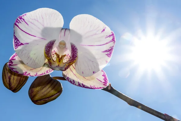 Sol blanco del cielo de la orquídea — Foto de Stock