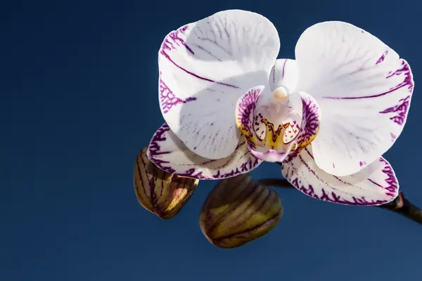 Céu azul orquídea branca — Fotografia de Stock