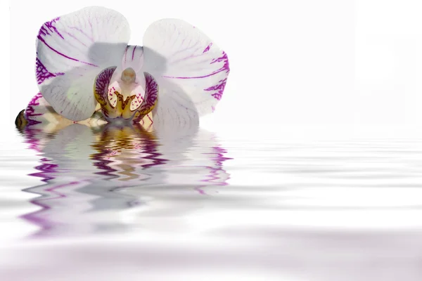 Reflexão branca da água da orquídea — Fotografia de Stock