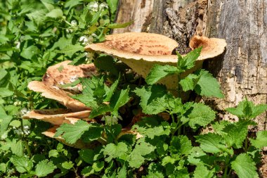 mushroom chaga tree trunk nettle clipart