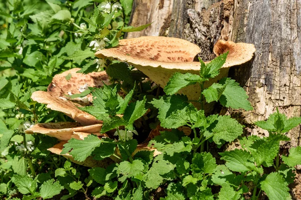 mantar chaga ağaç gövde ısırgan