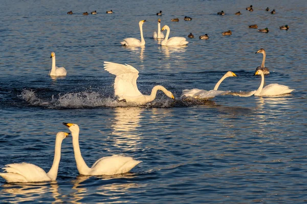 Swan lake fight winter birds — Stock Photo, Image