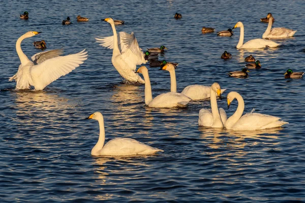 Lago cisne lucha aves de invierno — Foto de Stock