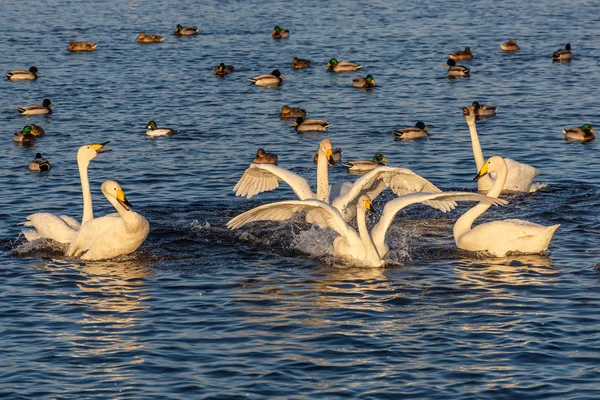 Swan lake fight winter birds — Stock Photo, Image