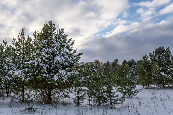 Spruce forest snow winter — Stock Photo, Image