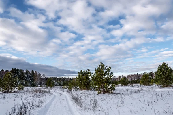 Abeto bosque nieve invierno — Foto de Stock