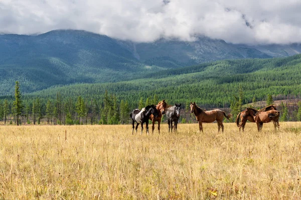 Mountain horses pasture highlands — Stock Photo, Image