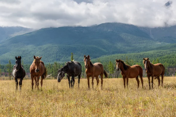 Mountain horses pasture highlands — Stock Photo, Image