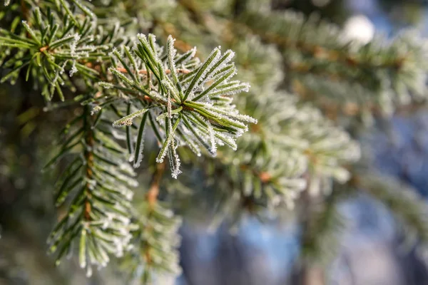 Ladin dal kış hoarfrost — Stok fotoğraf